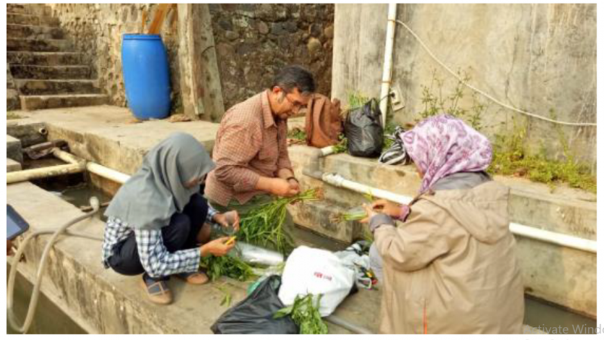 Aplikasi Aquaponik sebagai Upaya Penanggulangan Limbah Hasil Budidaya Perikanan (2018):  Desa Cinangsi, Kab. Cianjur